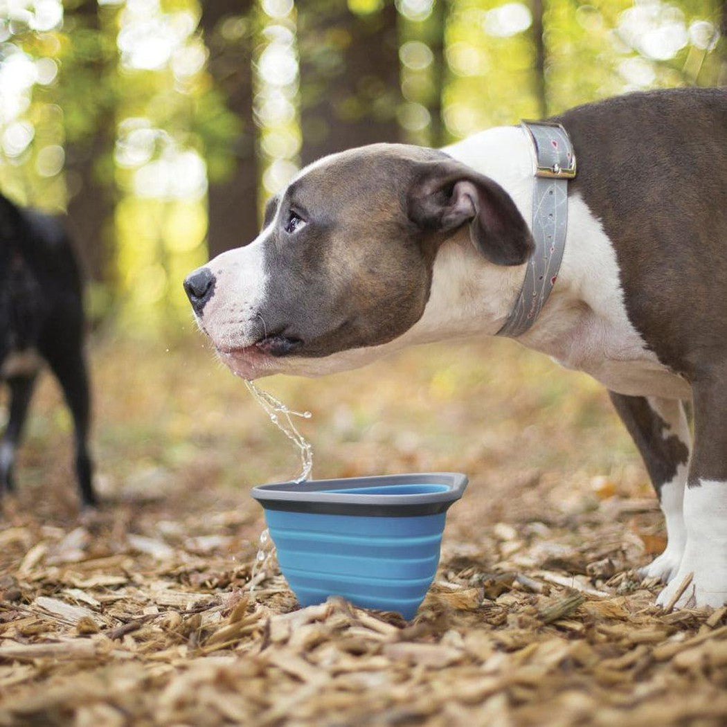 Untippable on sale dog bowls