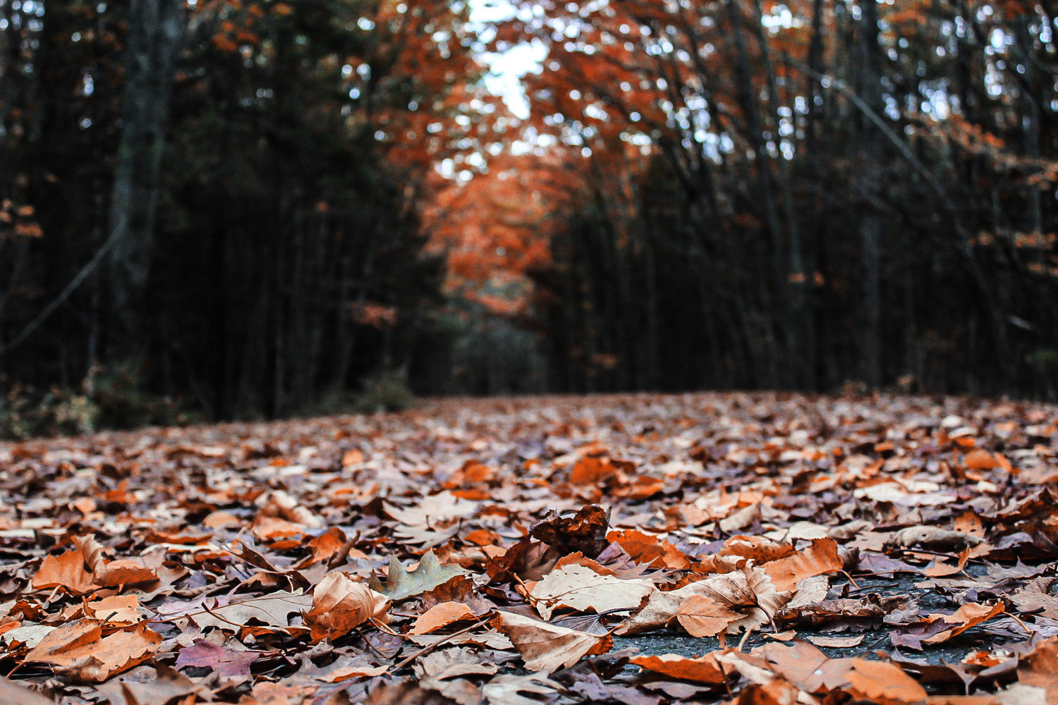 leaves-from-fall-trees-cover-a-pathway-Appalachian Outfitters